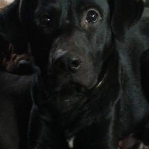 Image of Pepper, Lost Dog