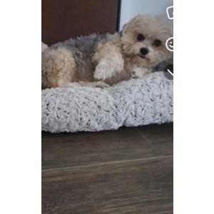 Image of Bella, Lost Dog