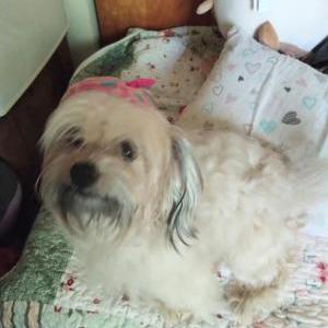 Image of Gizmo, Lost Dog