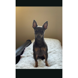 Lost Dog Lilo