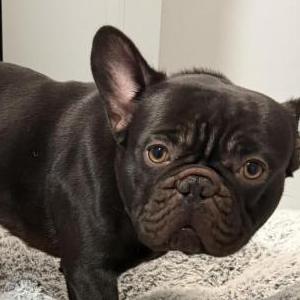 Found Dog Unknown