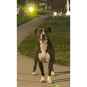 Lost Dog Bella