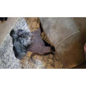 Image of Reggie, Lost Dog