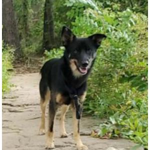 Image of Buddy, Lost Dog