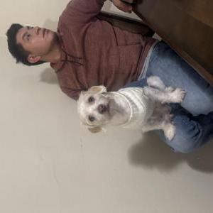 Image of Max, Lost Dog