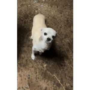 Lost Dog Luna