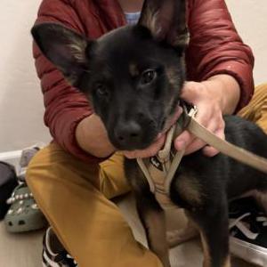 Found Dog unknown