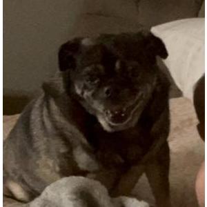 Image of Lola, Lost Dog