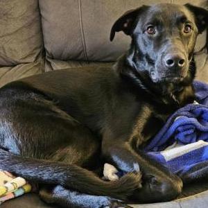 Image of Lucas, Lost Dog