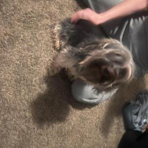 Lost Dog Jackson