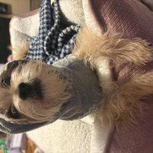 Lost Dog GREY