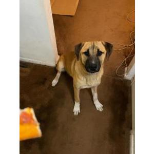 Found Dog Unknown