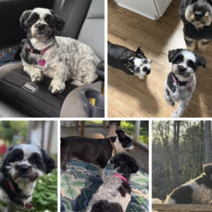 Image of Belle Belle, Lost Dog