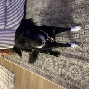 Lost Dog Echo