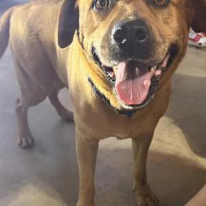 Found Dog Thor