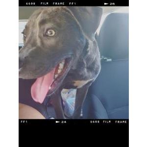 Image of Bella, Lost Dog