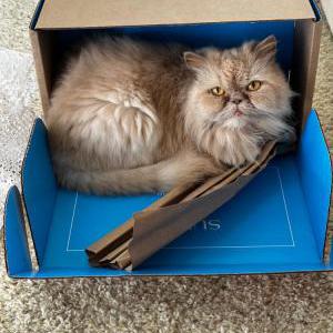Image of Nini, Lost Cat