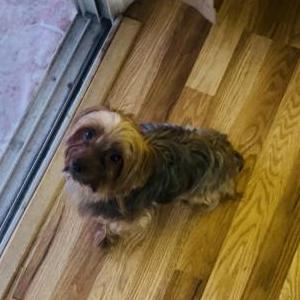 Lost Dog JB