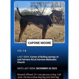 Image of Capone Moore, Lost Dog
