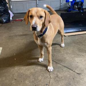 Image of Unknown, Found Dog