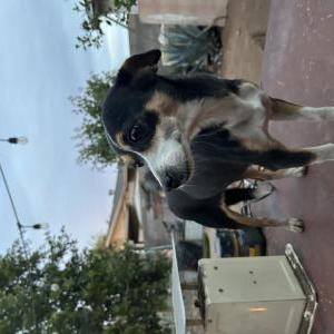 Found Dog Unknown