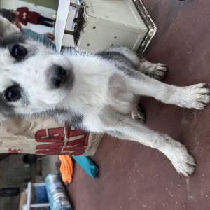 Found Dog Unknown