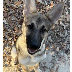 Image of Chloe Elizabeth G., Lost Dog