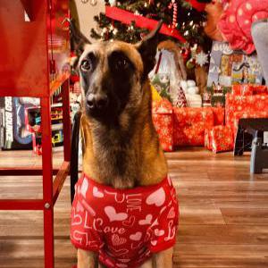 Image of Amora, Lost Dog