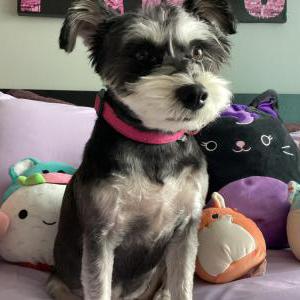Image of Daisy, Lost Dog