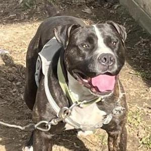 Lost Dog Koa
