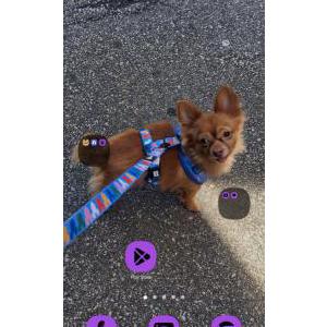 Image of Baby, Lost Dog