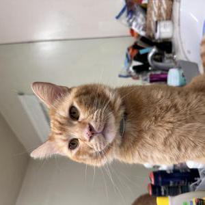 Lost Cat Cajeta