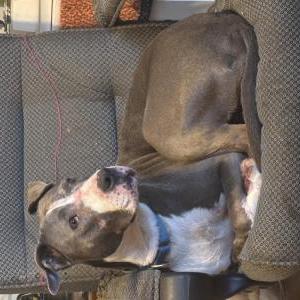 Image of Pebbles, Lost Dog