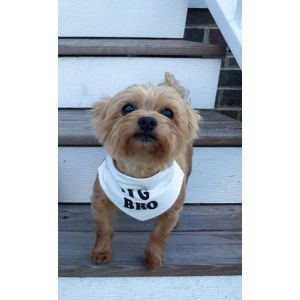 Lost Dog Atis