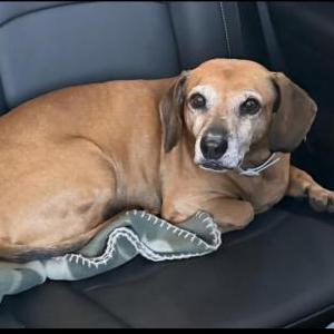 Image of Pippen, Lost Dog