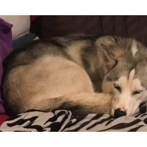 Image of Max, Lost Dog