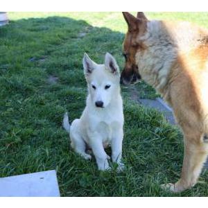 Lost Dog Shadow and Apollo