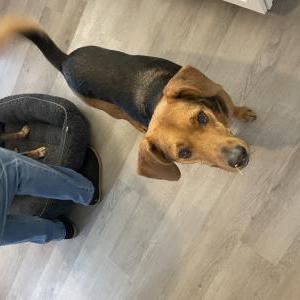 Lost Dog Logan