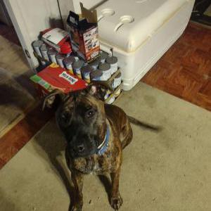 Image of Tex, Lost Dog
