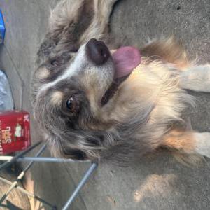 Lost Dog Cappuccino
