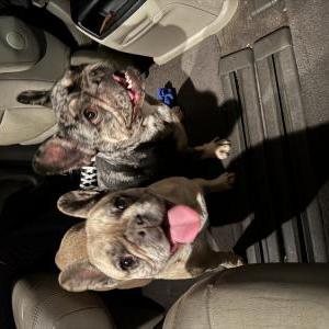 Found Dog Unknown