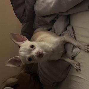 Image of William, Lost Dog