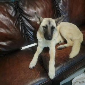 Image of unknown, Found Dog