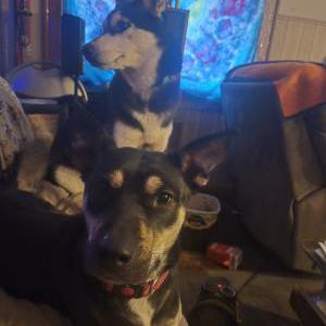 Lost Dog Luna Penelope