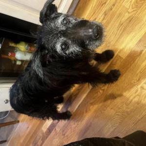Image of Maggie, Lost Dog