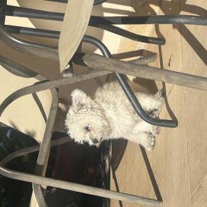Found Dog Unknown
