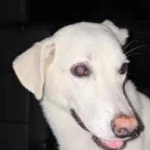 Image of Unknown, Found Dog