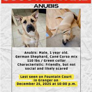 Image of Anubis, Lost Dog
