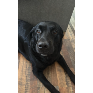 Image of Nero, Lost Dog