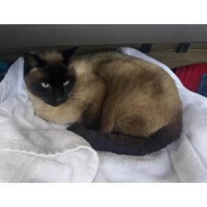 Image of Unknown, Found Cat